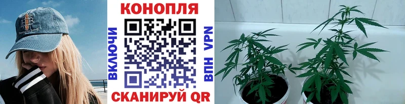 Цена Пошехонье Галлюциногенные грибы  Мефедрон  Гашиш  Конопля 